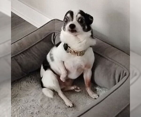 Medium Photo #6 Chihuahua Puppy For Sale in Minneapolis, MN, USA