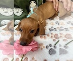 Small Photo #1 Dachshund Puppy For Sale in PERRIS, CA, USA