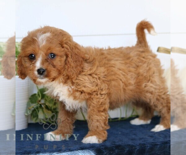 Medium Photo #3 Cavapoo Puppy For Sale in NARVON, PA, USA