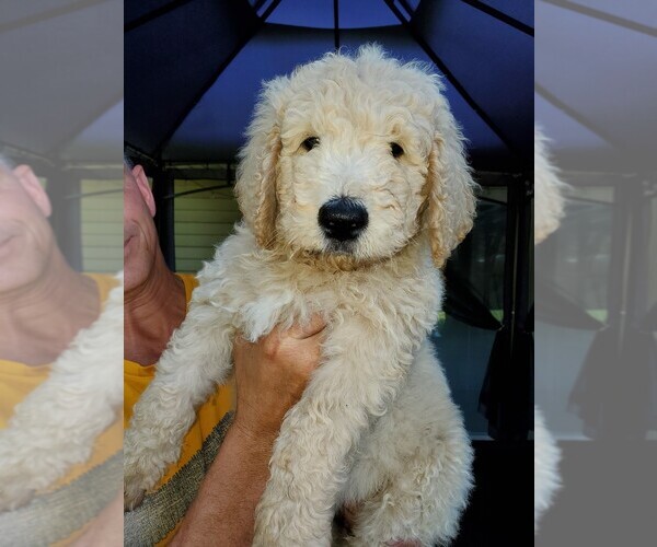 Medium Photo #7 Goldendoodle Puppy For Sale in AUBURN, IN, USA