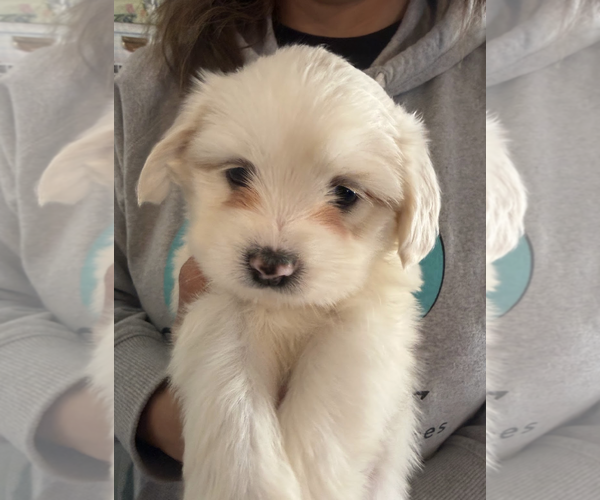 Medium Photo #2 Maltese-Unknown Mix Puppy For Sale in Rockville, MD, USA
