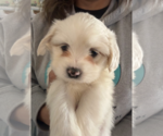 Small #1 Maltese Mix