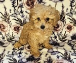 Small #1 Poodle (Toy)