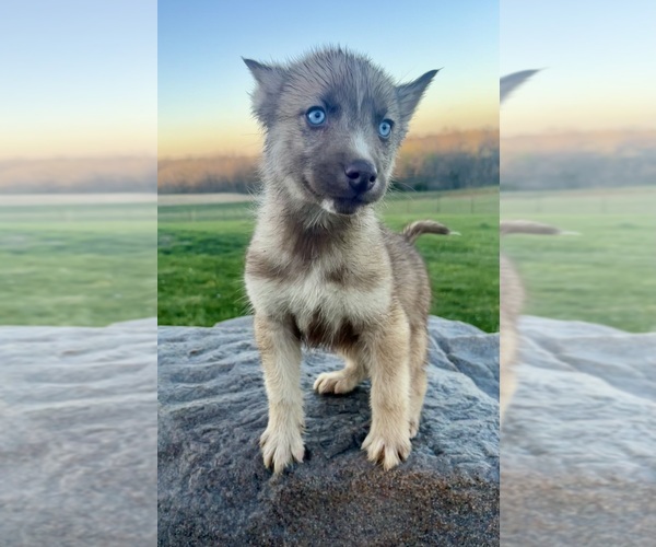 Medium Photo #6 Siberian Husky Puppy For Sale in DEARBORN, MO, USA