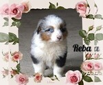 Small Photo #3 Australian Shepherd Puppy For Sale in CLARE, MI, USA