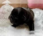 Puppy Ferra French Bulldog