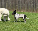 Small Photo #4 American Staffordshire Terrier-Unknown Mix Puppy For Sale in Oakhurst, NJ, USA