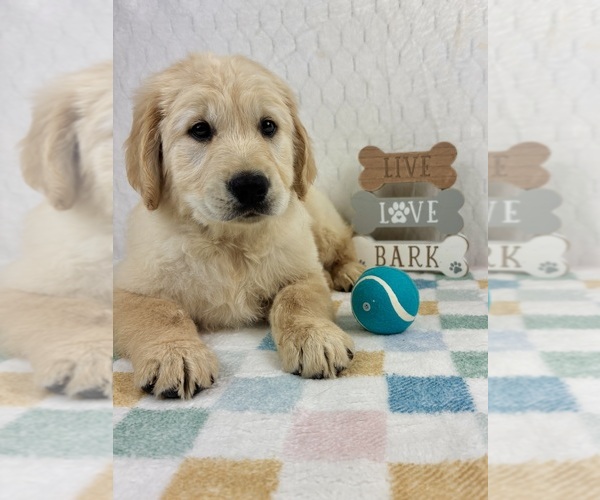Medium Photo #3 Golden Retriever Puppy For Sale in INDIANAPOLIS, IN, USA
