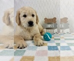 Small #2 Golden Retriever