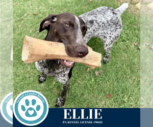 German Shorthaired Pointer Dogs for adoption in Kimberton, PA, USA