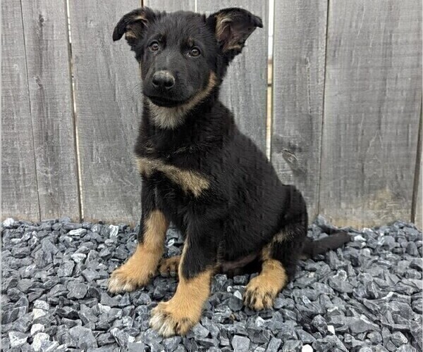 Medium Photo #2 German Shepherd Dog Puppy For Sale in MILFORD, IN, USA