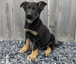 Small Photo #2 German Shepherd Dog Puppy For Sale in MILFORD, IN, USA