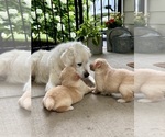Small Photo #7 Golden Retriever Puppy For Sale in EXTON, PA, USA