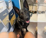 Small #7 German Shepherd Dog Mix