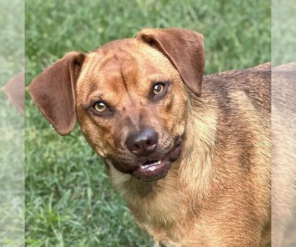 Medium Photo #1 Mutt Puppy For Sale in Yardley, PA, USA