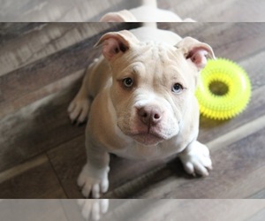 American Bully Puppy for sale in EAST CANTON, OH, USA