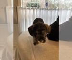 Small #22 Schnauzer (Miniature)