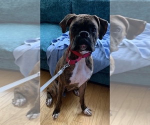Boxer Puppy for sale in MANASSAS PARK, VA, USA