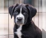 Small #4 Labrador Retriever Mix