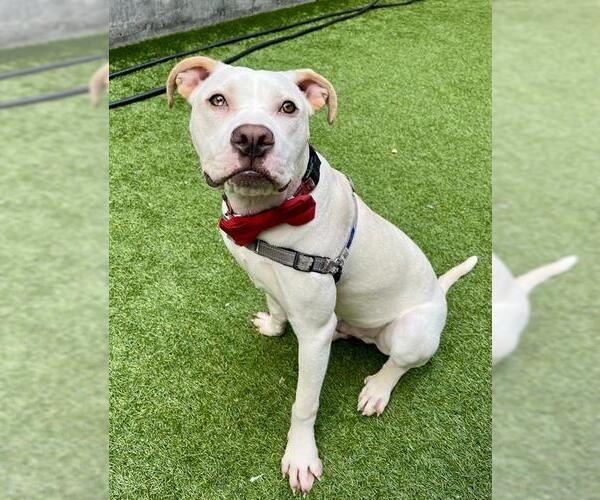 Medium Photo #1 Mutt Puppy For Sale in San Francisco, CA, USA