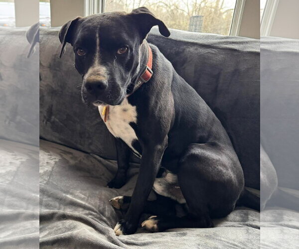 Medium Photo #5 American Pit Bull Terrier-Unknown Mix Puppy For Sale in Germantown, OH, USA