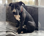 Small #4 American Pit Bull Terrier Mix
