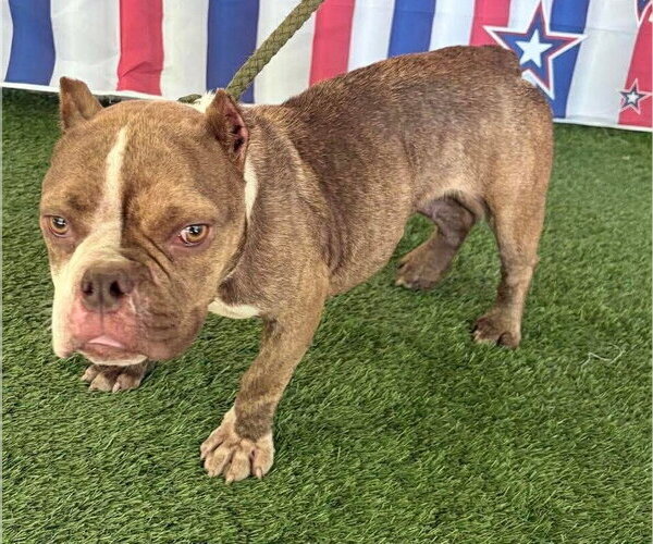 Medium Photo #5 French Bulldog-Unknown Mix Puppy For Sale in New York, NY, USA
