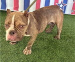Small #4 French Bulldog Mix