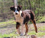 Puppy BTF Australian Shepherd