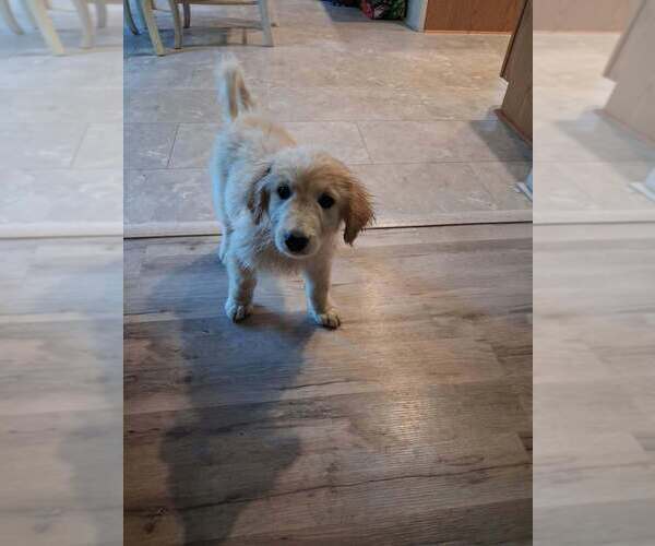 Medium Photo #3 Golden Pyrenees Puppy For Sale in Aurora, IN, USA