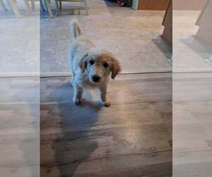Colton - Male Golden Pyrenees Dog for Adoption - Photo #3