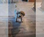 Small Photo #3 Golden Pyrenees Puppy For Sale in Aurora, IN, USA