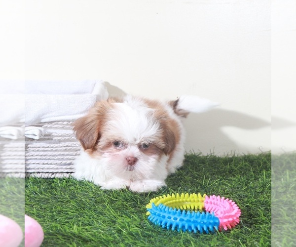 Medium Photo #5 Shih Tzu Puppy For Sale in MOUNT VERNON, OH, USA