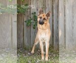 Small Photo #6 German Shepherd Dog Puppy For Sale in Montgomery, AL, USA