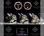 Small Photo #136 YorkiePoo Puppy For Sale in WARSAW, IN, USA