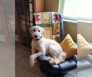 Goldendoodle Puppy for sale in HOUSEVILLE, NY, USA