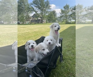 Great Pyrenees Puppy for Sale in PLEASANT HILL, Missouri USA