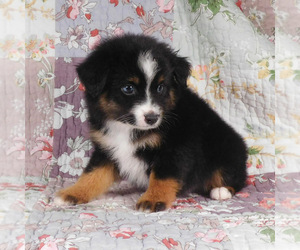 Miniature Australian Shepherd Puppy for sale in HARRISON, OH, USA