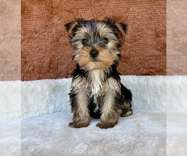 Medium Photo #7 Yorkshire Terrier Puppy For Sale in OCALA, FL, USA