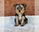 Small #6 Yorkshire Terrier