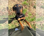 Small #1 Rottweiler Mix