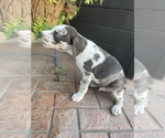 Small Photo #4 Catahoula Leopard Dog Puppy For Sale in GERMANTOWN, IL, USA