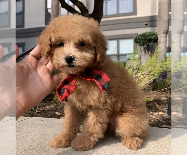 Medium Photo #8 Poodle (Toy) Puppy For Sale in HOUSTON, TX, USA