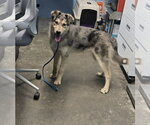 Small Siberian Husky Mix