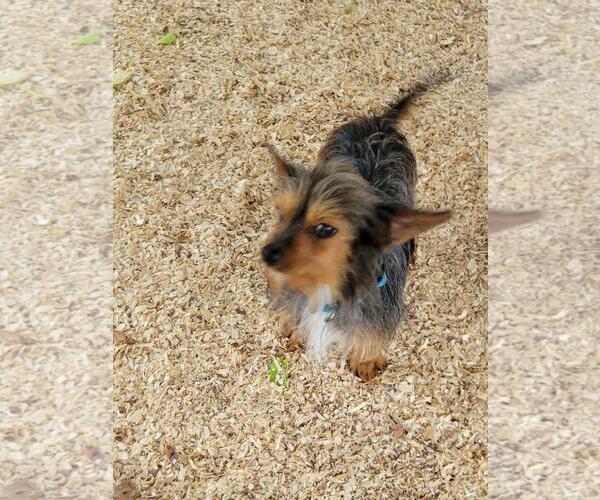 Medium Photo #2 Mutt Puppy For Sale in Granbury, TX, USA