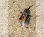 Small #1 Mutt