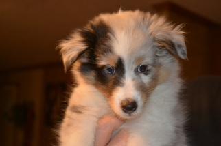 Shetland Sheepdog Puppy for sale in ADKINS, TX, USA