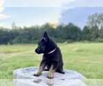 Small Photo #39 German Shepherd Dog Puppy For Sale in SUMPTER TWP, MI, USA