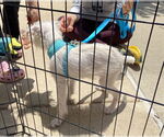 Small #2 Maltese Mix