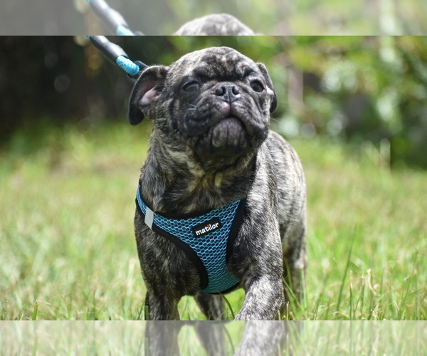 Medium Photo #4 Pug Puppy For Sale in PALM COAST, FL, USA